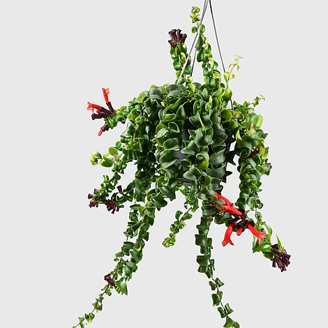 Aeschynanthus Rasta 4 Aeschynanthus Rasta -Edible Flowers Sales Store 20211001 102532 PhotoRoom