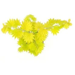 Acer Shirasawanum Aureum -Edible Flowers Sales Store 2554851