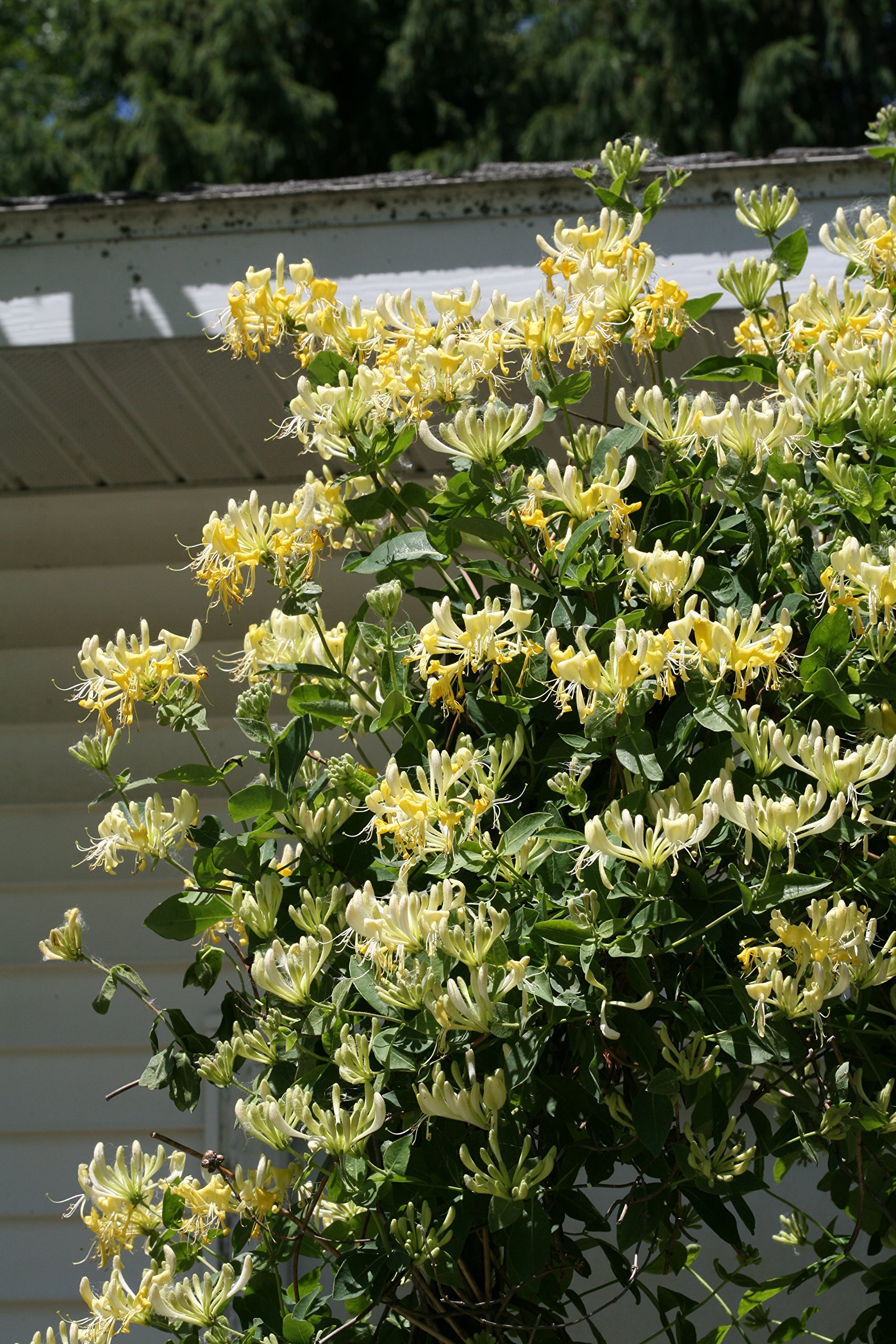 Edible Flowers Sales Store -Edible Flowers Sales Store 275