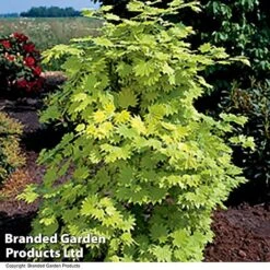 Acer Shirasawanum Aureum -Edible Flowers Sales Store ACER AUREUM T36444