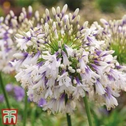 Agapanthus Duo Fireworks & Poppin Purple -Edible Flowers Sales Store AGAP KB3122 C