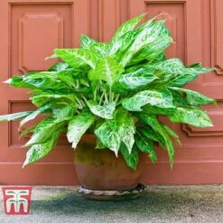 Aglaonema 'Christina' -Edible Flowers Sales Store AGLA TKA2836 C