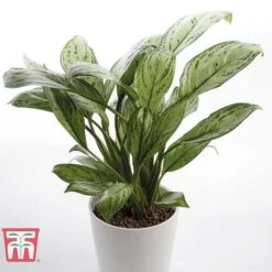 Aglaonema 'Christina' -Edible Flowers Sales Store AGLA TKA2836 D
