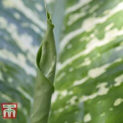 Aglaonema 'Christina' -Edible Flowers Sales Store AGLA TKA2836 E