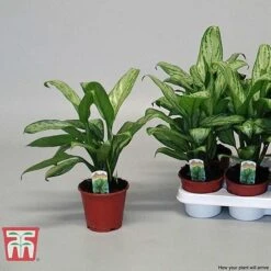 Aglaonema 'Christina' -Edible Flowers Sales Store AGLA TKA2836 F