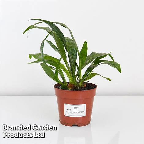 Aglaomorpha Coronans 5 Aglaomorpha Coronans - Image 5