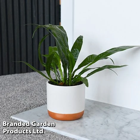 Aglaomorpha Coronans 1 Aglaomorpha Coronans