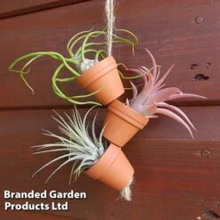 Air Plant Mini Pots On Rope -Edible Flowers Sales Store AIRP MINIROPE3 S45969