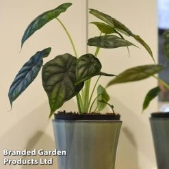 Alocasia 'Dragon Scale' -Edible Flowers Sales Store ALOC DRAGON3