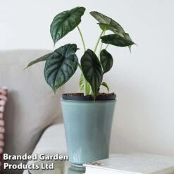 Alocasia 'Dragon Scale' -Edible Flowers Sales Store ALOC DRAGON4