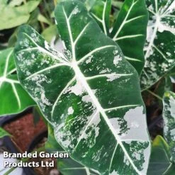 Alocasia Cuprea 'Frydek Variegata'