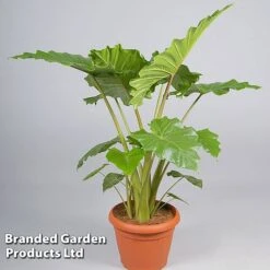 Alocasia 'Portodora' -Edible Flowers Sales Store ALOC PORTO10CM S503911