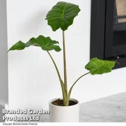 Alocasia 'Portodora' -Edible Flowers Sales Store ALOC PORTODORA T52511