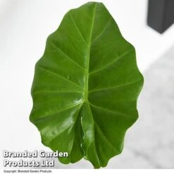 Alocasia 'Portodora' -Edible Flowers Sales Store ALOC PORTODORA T52512