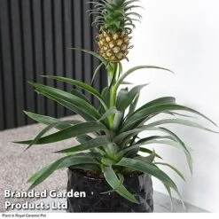 Pineapple Plant -Edible Flowers Sales Store ANAN PINEAPPLE A2