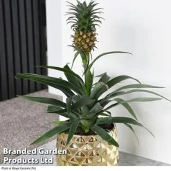 Pineapple Plant -Edible Flowers Sales Store ANAN PINEAPPLE B2