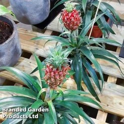 Pineapple Plant 'Rosita' 9 Pineapple Plant 'Rosita' -Edible Flowers Sales Store ANAN PINEAPPLE WKF1190