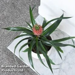 Pineapple Plant 'Rosita' 8 Pineapple Plant 'Rosita' -Edible Flowers Sales Store ANAN ROSITAPIN T43901