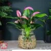 Anthurium Aqua In Sierglass