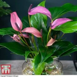 Anthurium Aqua In Sierglass -Edible Flowers Sales Store ANTH KB3998 B1