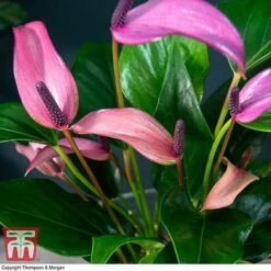 Anthurium Aqua In Sierglass -Edible Flowers Sales Store ANTH KB3998 C1