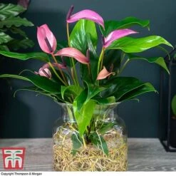 Anthurium Aqua In Sierglass -Edible Flowers Sales Store ANTH KB3998 D1