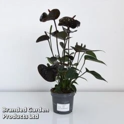 Anthurium 'Black Love' -Edible Flowers Sales Store ANTH BLACK12CM T44471