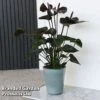 Anthurium 'Black Love'