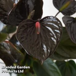 Anthurium 'Black Love' -Edible Flowers Sales Store ANTH BLACKLOVE T44474