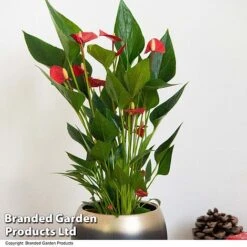 Anthurium 'Million Flower' -Edible Flowers Sales Store ANTH MILLIONFL T35888