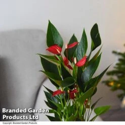 Anthurium 'Million Flower' -Edible Flowers Sales Store ANTH MILLIONFL T35893