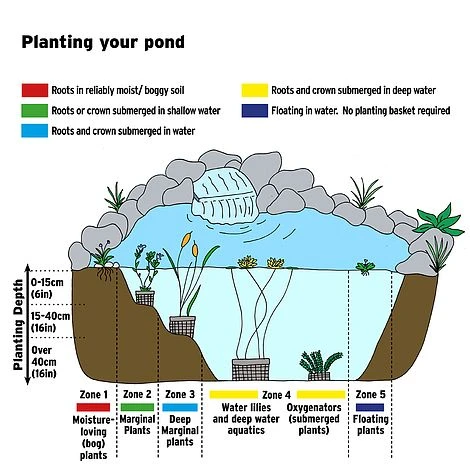 Tulbaghia Violacea (Marginal Aquatic) 2 Tulbaghia Violacea (Marginal Aquatic) - Image 2
