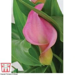 Arum Lily (Pink) (House Plant) -Edible Flowers Sales Store ARUM TKA2961 C