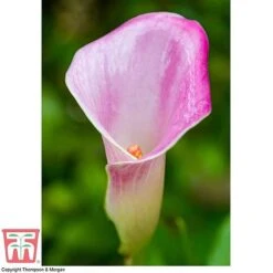 Arum Lily (Pink) (House Plant) -Edible Flowers Sales Store ARUM TKA2961 D