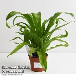 Asplenium Antiquum -Edible Flowers Sales Store ASPL ANTIQ11CM T47370