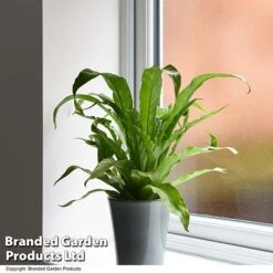 Asplenium Antiquum -Edible Flowers Sales Store ASPL ANTIQUUM T47376