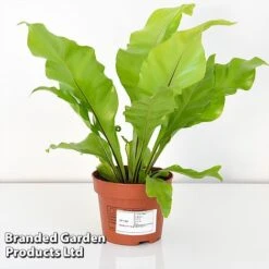 Asplenium Nidus -Edible Flowers Sales Store ASPL NIDUS12CM T44485