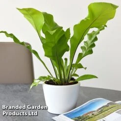 Asplenium Nidus -Edible Flowers Sales Store ASPL NIDUS T44490