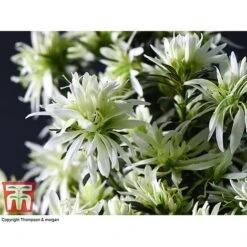 Spider Azalea Magisnow Tree 'Winter Beauty'- Gift -Edible Flowers Sales Store AZAL WGKB7068 C