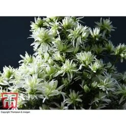 Spider Azalea Magisnow Tree 'Winter Beauty'- Gift -Edible Flowers Sales Store AZAL WGKB7068 D