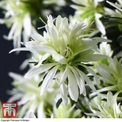 Spider Azalea Magisnow Tree 'Winter Beauty'- Gift -Edible Flowers Sales Store AZAL WGKB7068 E