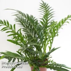 Aglaomorpha Coronans 8 Aglaomorpha Coronans -Edible Flowers Sales Store Aglaomorpha coronans WKF1158