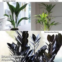 Almost Unkillable Houseplant Mixed Pot Collection -Edible Flowers Sales Store Almost Unkillable Hp Mix Pot Coll WKF11021