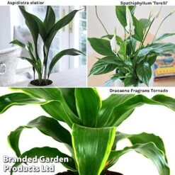 Almost Unkillable Houseplant Collection 9 Almost Unkillable Houseplant Collection -Edible Flowers Sales Store Almost20Unkillable20House20Plant20Collection WKF1101