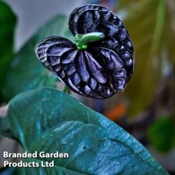 Anthurium 'Black Love' -Edible Flowers Sales Store AnthuriumBlackLove WKF1184