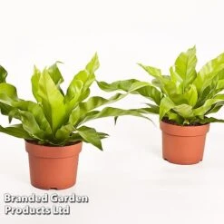 Asplenium Antiquum -Edible Flowers Sales Store Asplenium antiquum WKB9076 B
