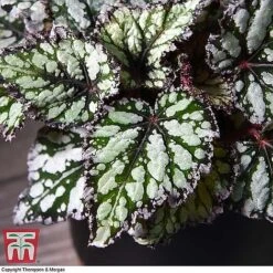 Begonia Rex Trio - Gift -Edible Flowers Sales Store BEG WKB4884 B11