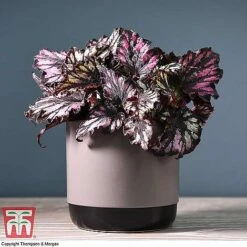 Begonia Rex Trio - Gift -Edible Flowers Sales Store BEG WKB4890 A11