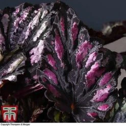 Begonia Rex Trio - Gift -Edible Flowers Sales Store BEG WKB4890 B11