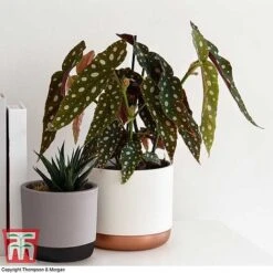 Begonia Maculata -Edible Flowers Sales Store BEGO WKB2725 G